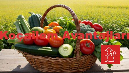Koçailem Avantajları