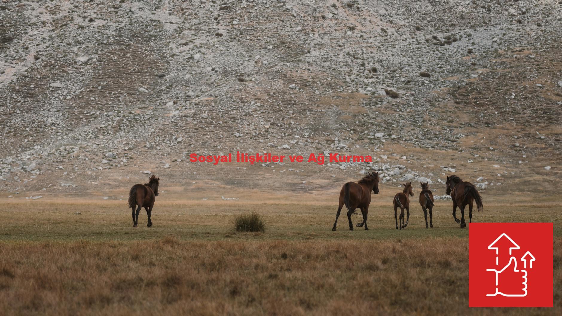 Sosyal İlişkiler ve Ağ Kurma