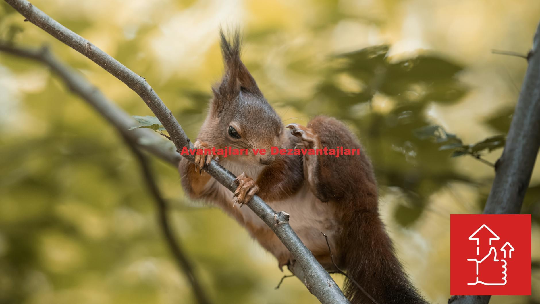 Avantajları ve Dezavantajları