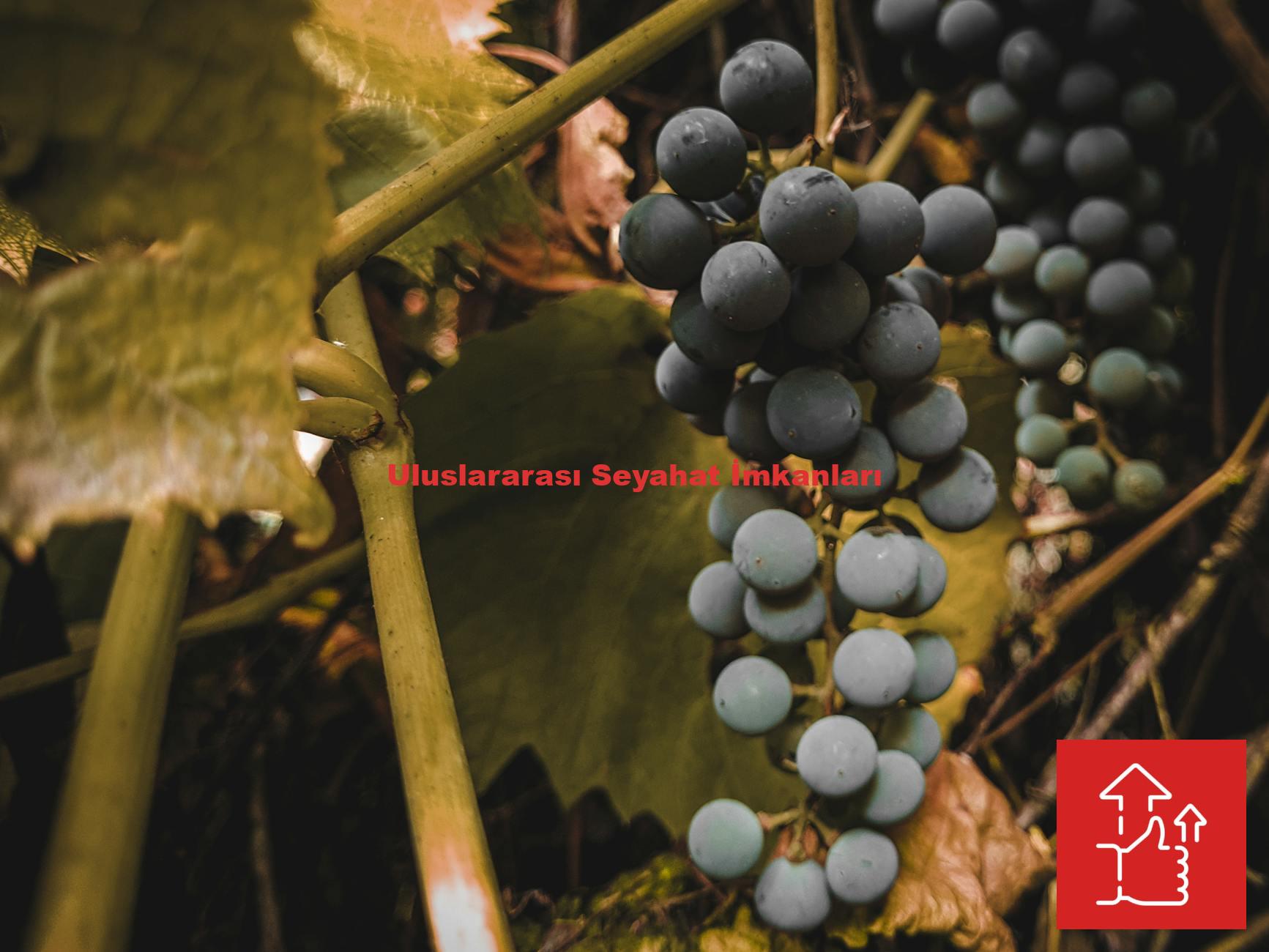 Uluslararası Seyahat İmkanları