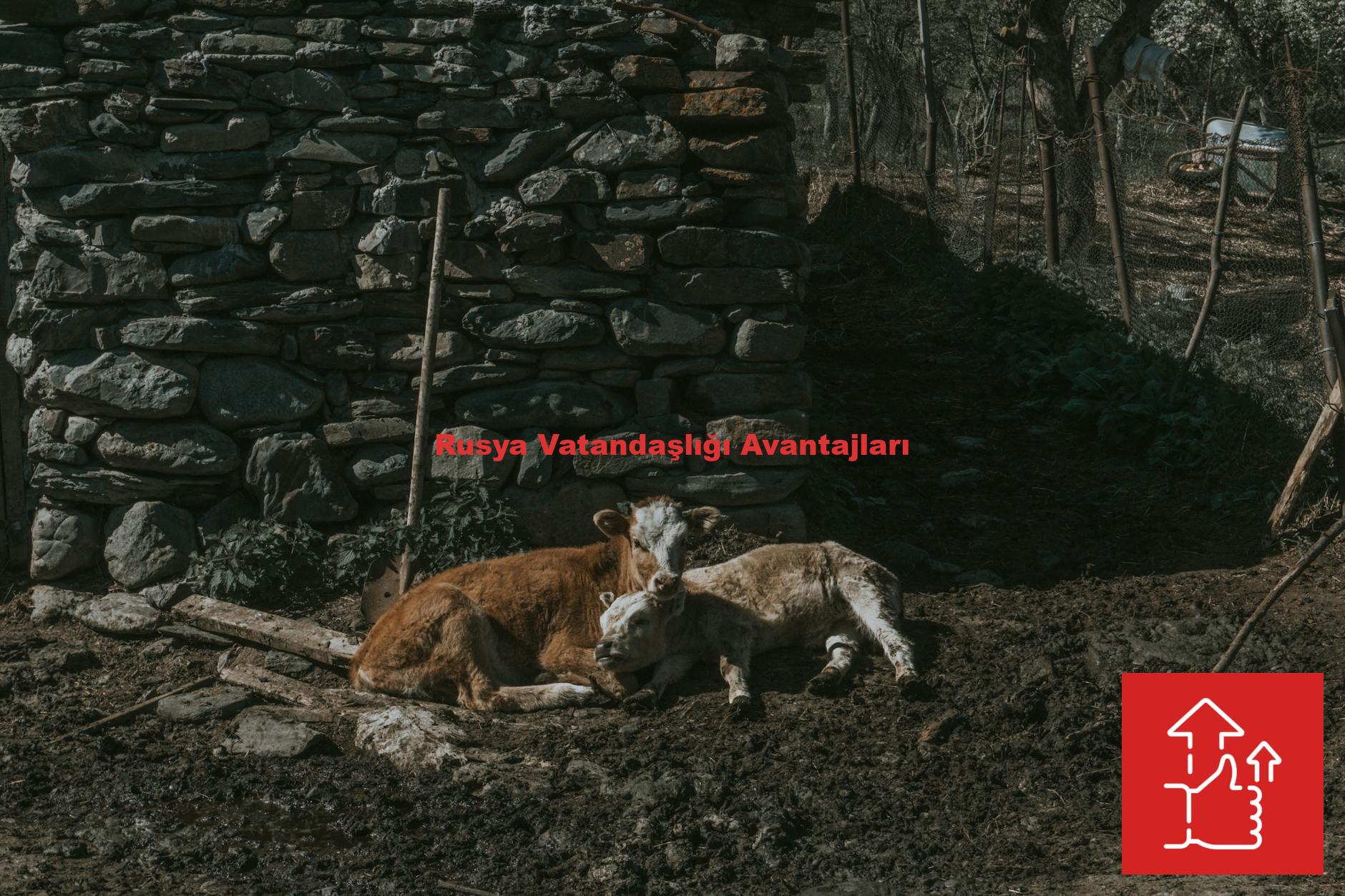 Rusya Vatandaşlığı Avantajları