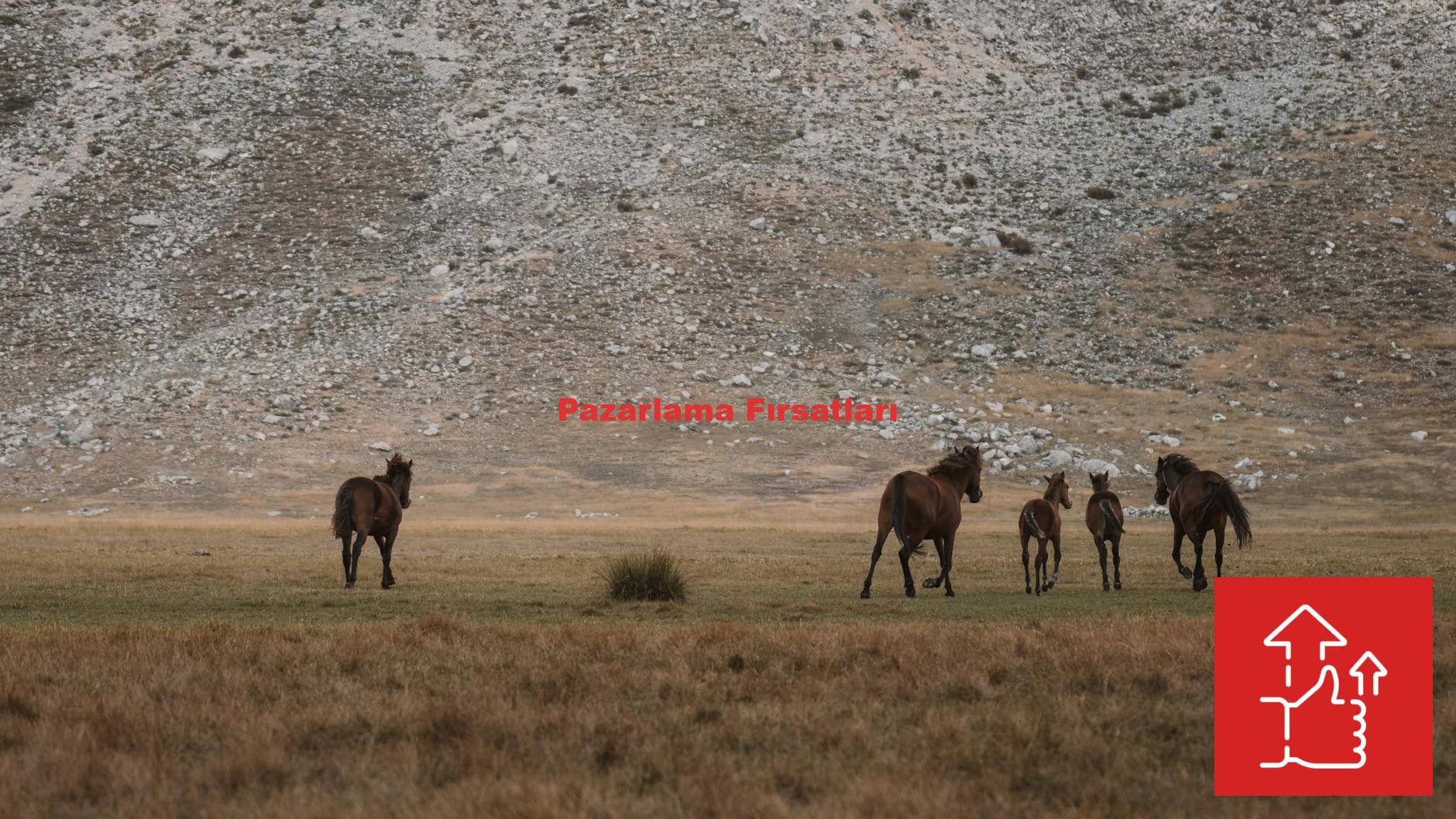 Pazarlama Fırsatları