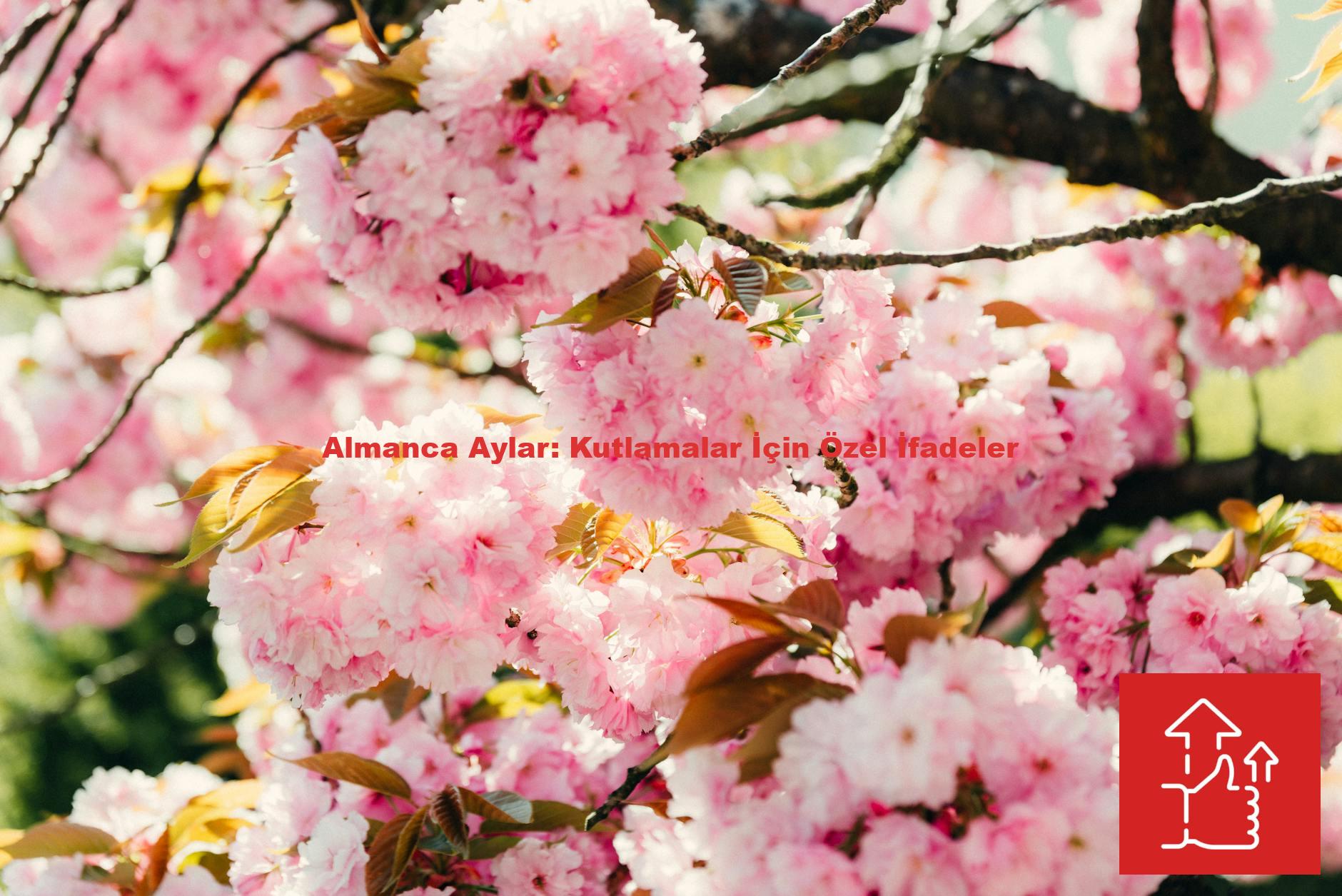 Almanca Aylar: Kutlamalar İçin Özel İfadeler