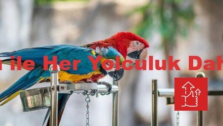 Ara Atkı ile Her Yolculuk Daha Güzel