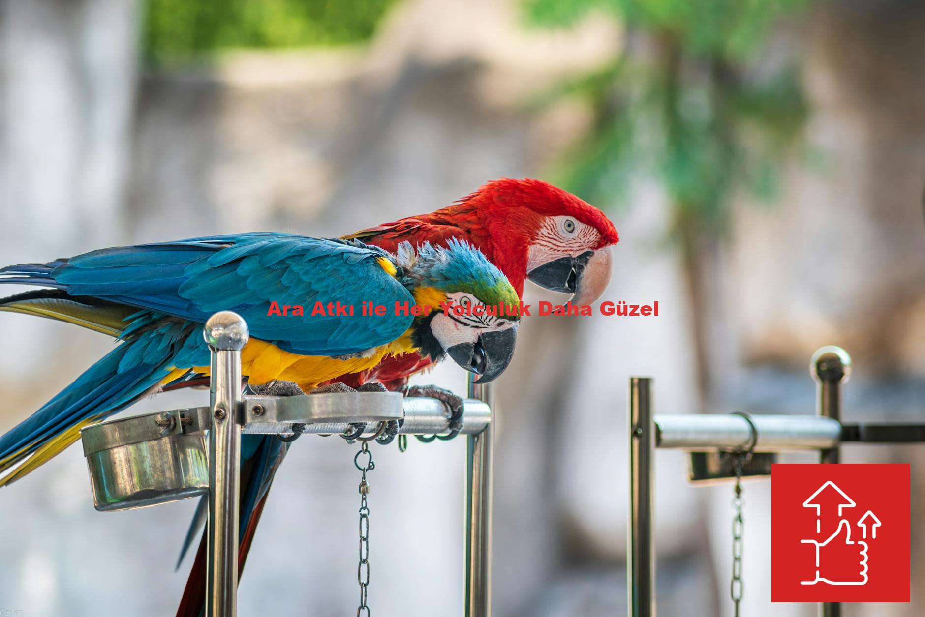 Ara Atkı ile Her Yolculuk Daha Güzel